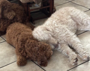 Lovebug, Valentino, Sassy