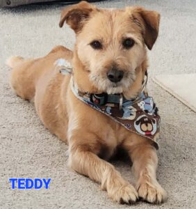 Teddy
